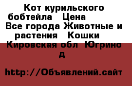 Кот курильского бобтейла › Цена ­ 5 000 - Все города Животные и растения » Кошки   . Кировская обл.,Югрино д.